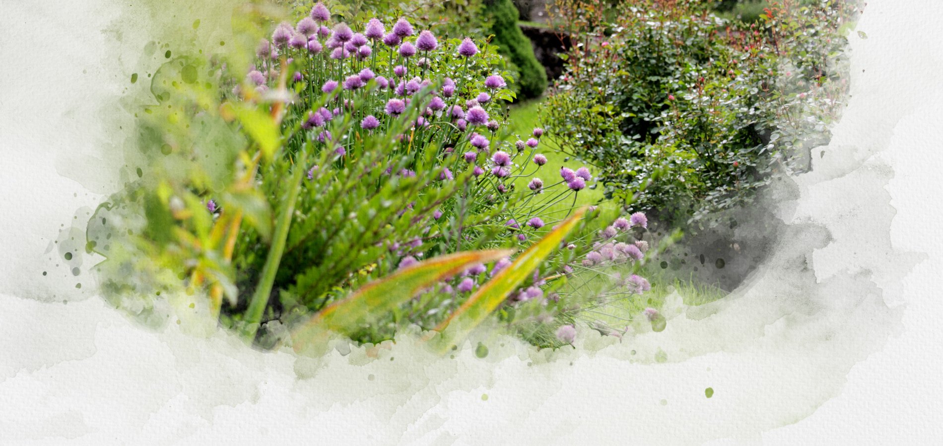 Jardin fleuri