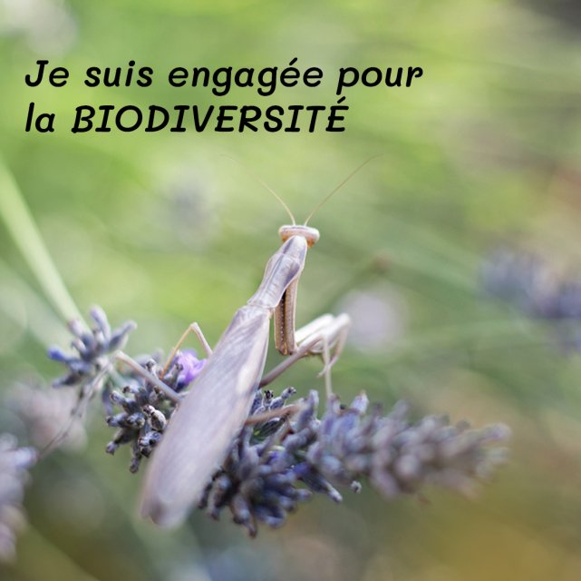 Conception de jardins écologiques dans les Alpes du Sud