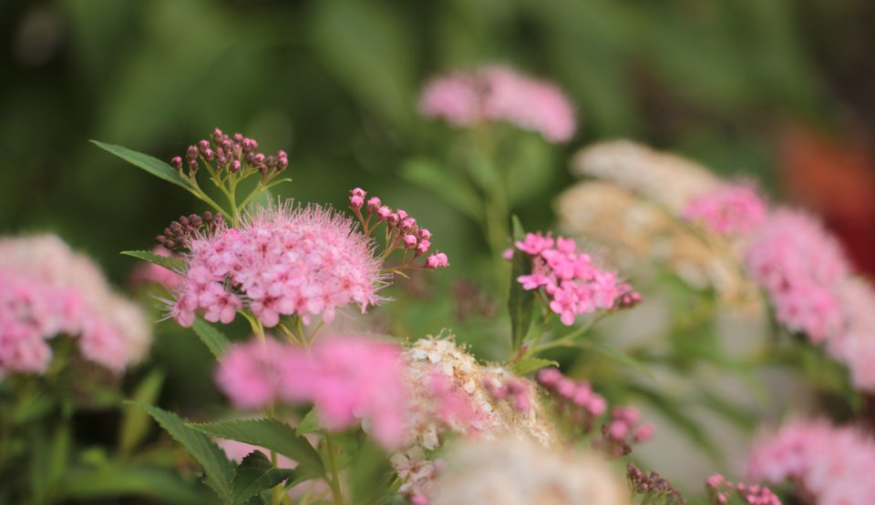 Fleurs de Spirées